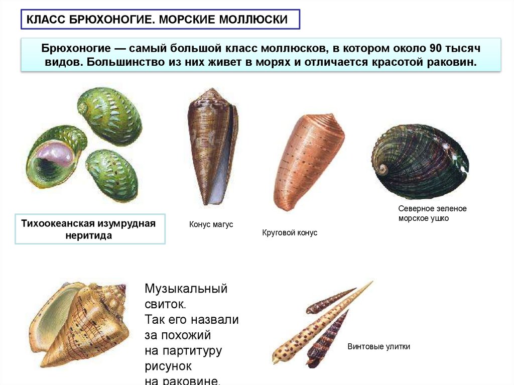 Животные относящиеся к типу моллюски примеры. Конус Магус моллюск. Классификация раковин моллюсков. Раковина брюхоногих. Название брюхоногих моллюсков.
