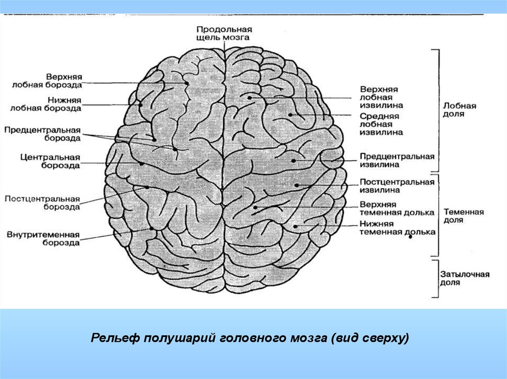Нижнее полушарие мозга. Анатомия борозд лобных долей мозга. Продольная щель большого мозга анатомия. Наружная поверхность левого полушария головного мозга схема. Рассмотрите полушария мозга сверху и сбоку Найдите Найдите складки.