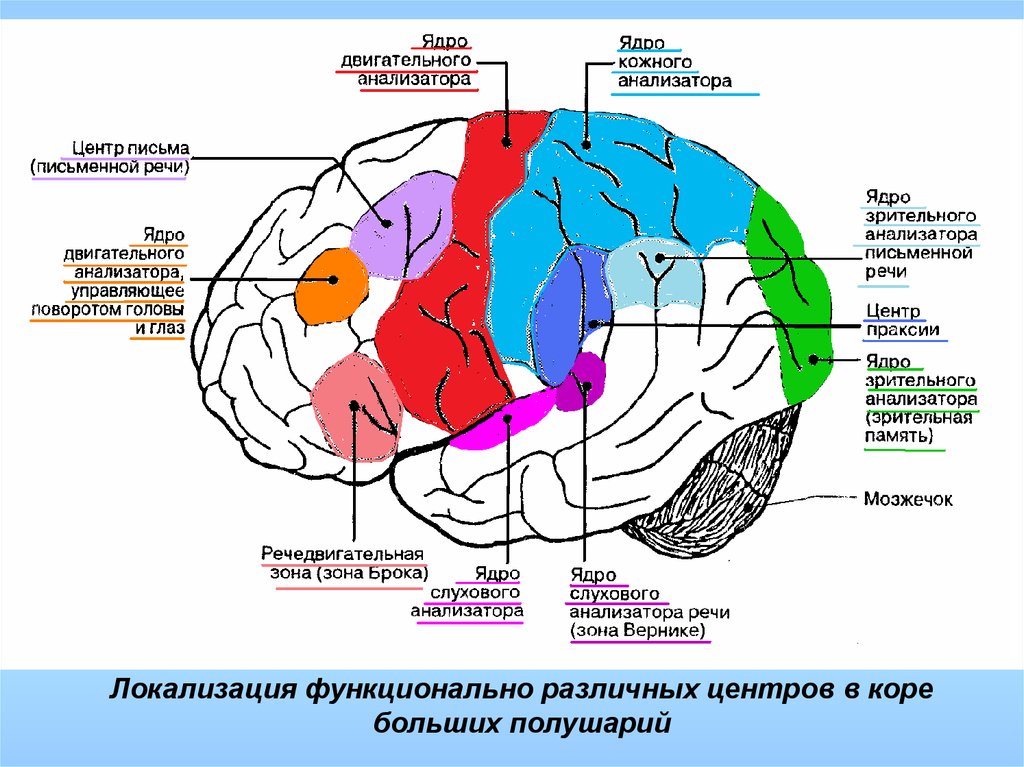 Локализация функций головного. Локализация функций в коре конечного мозга. Корковые центры коры головного мозга. Корковые зоны больших полушарий головного мозга. Корковые центры большого мозга.