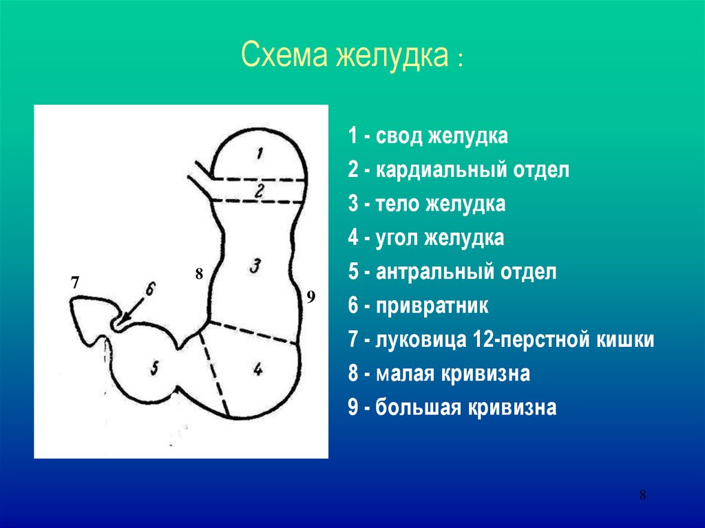 Схема желудка. Отделы желудка схема. Антральный отдел желудка схема. Малая кривизна желудка схема.