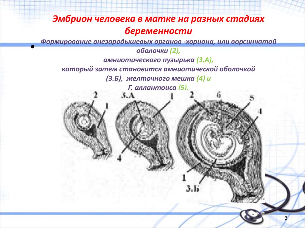 Каким номером на рисунке обозначена часть эмбриона млекопитающего через которую