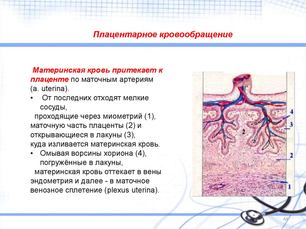 Рисунок матка сосуды плода плацента