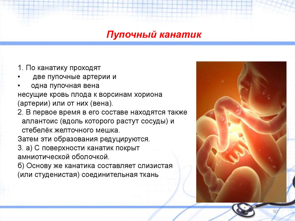 В пуповине расположены сосуды. Обвитие пуповиной во круг Шем. Обвитие пуповины вокруг шеи. Ребенок обвился пуповиной. Пуповина обвита вокруг шеи.