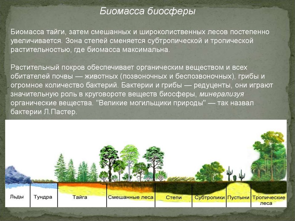 Распределение организмов в биосфере. Биомасса биосферы. Биомасса земли. Биомасса биосферы кратко. Биомасса биосферы почва.