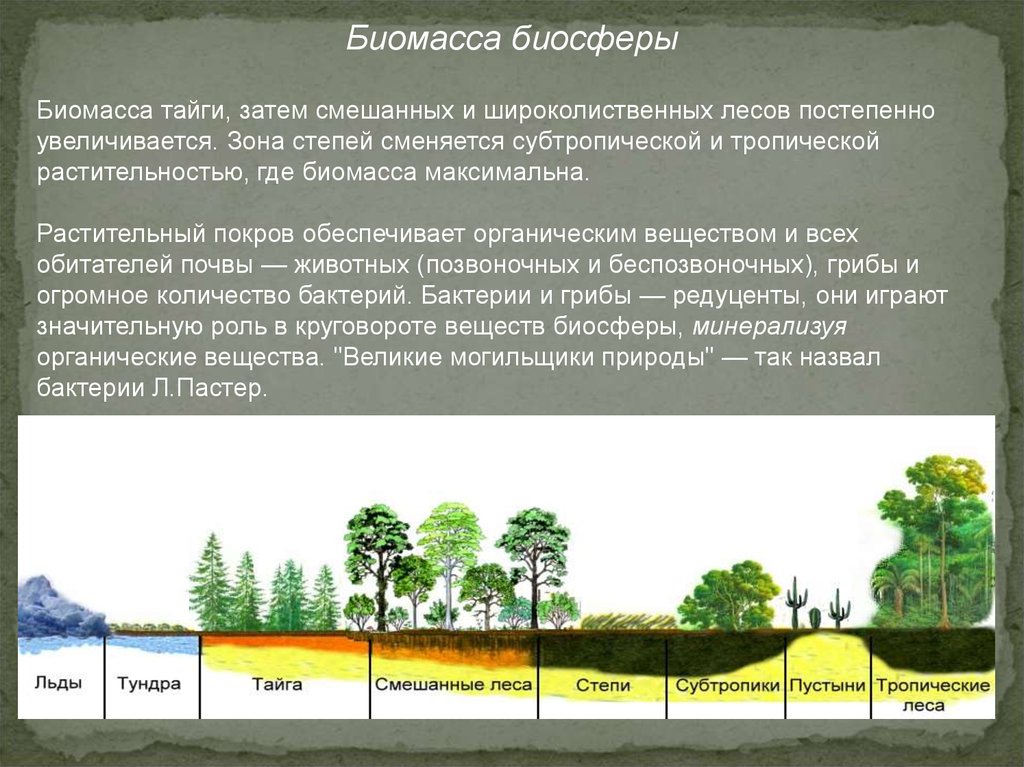 Часть биосферы преобразованная людьми. Биомасса биосферы. Биомасса земли. Биомасса биосферы кратко. Биомасса биосферы почва.