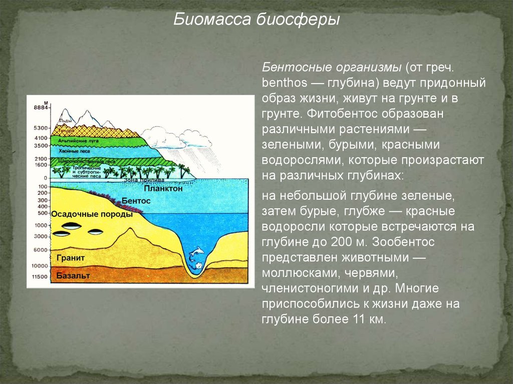 Биосфера границы биосферы 6 класс география презентация. Границы биосферы. Границы биосферы рисунок для 5 класса. Придонный образ жизни. Границы биосферы что такое бентос.