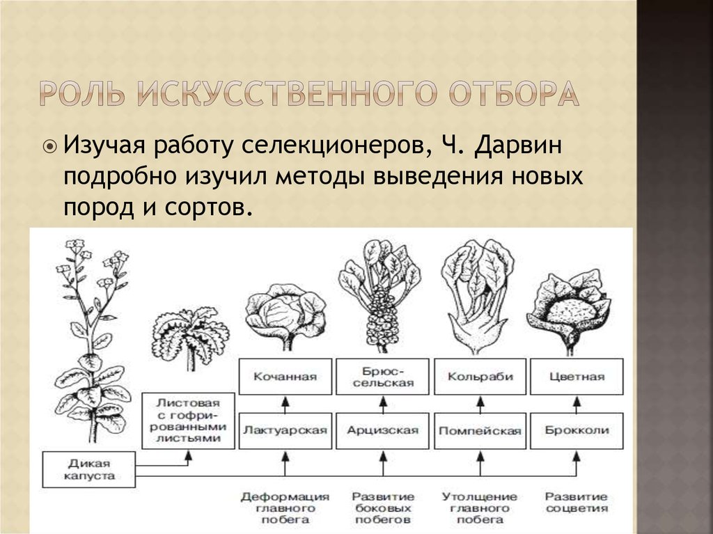 Отбор примеры растений