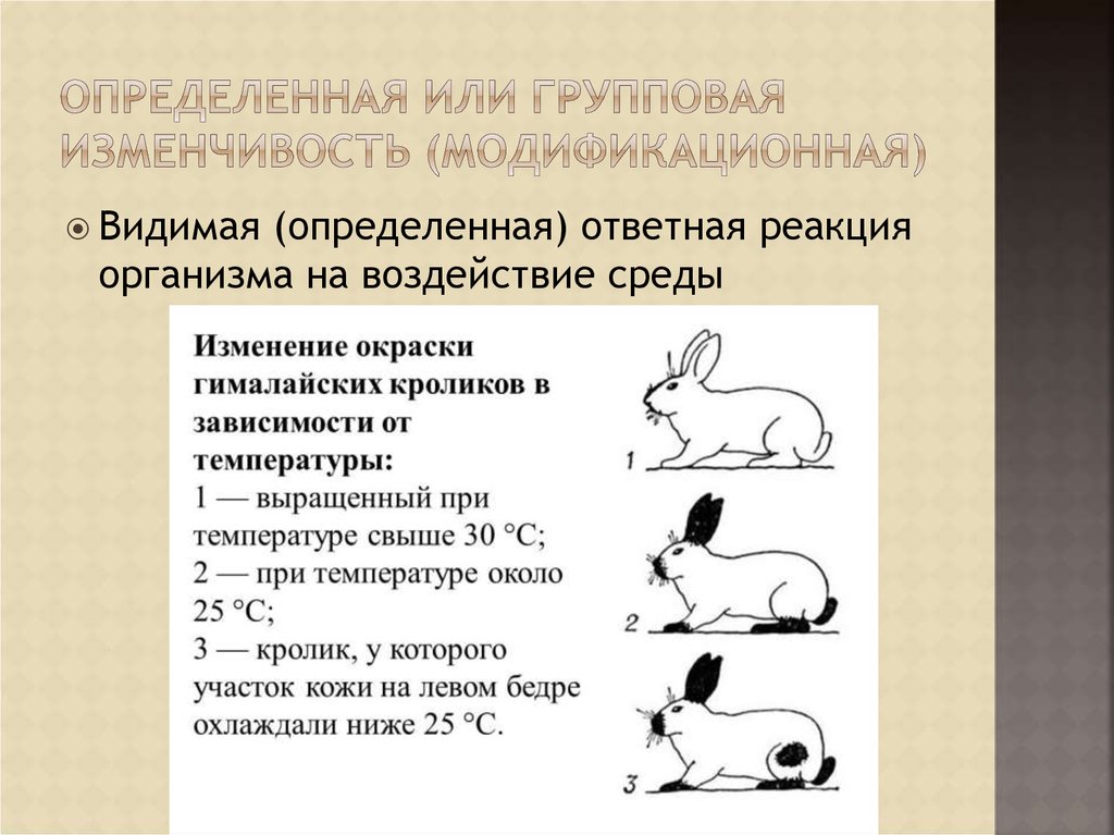 Пример явления иллюстрирующего изменчивость. Гималайский кролик модификационная изменчивость. Групповая модификационная изменчивость. Определенная изменчивость. Определенная групповая изменчивость это.