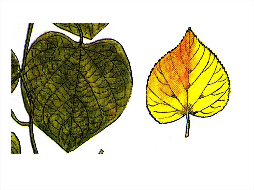 Вегетативные листья. 1/4 Часть листа. Листья 3 метра. Лицевая часть листа. Одна сторона листа в тексте