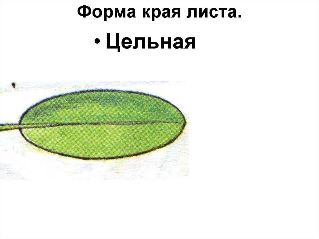 4 части листа