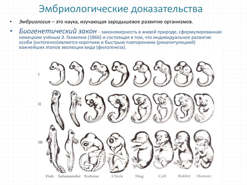 Онтогенез позвоночных закон геккеля. Эмбриологические доказательства эволюции. Эмбриологические доказательства биогенетический закон. Эмбриологические доказательства сходства зародышей. Доказательства эволюции эмбриологические доказательства.