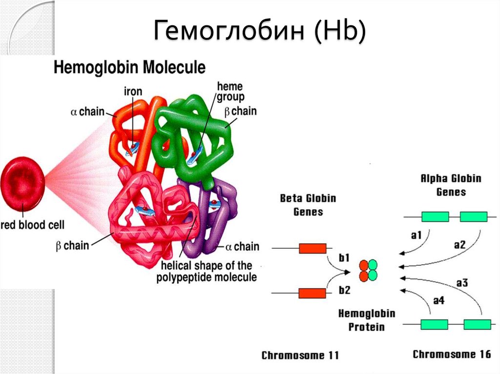 Гемоглобин образуется в результате. Строение Альфа цепи гемоглобина. Гемоглобин а1 субъединицы. Строение бета цепей гемоглобина. Строение гемоглобина HBS.