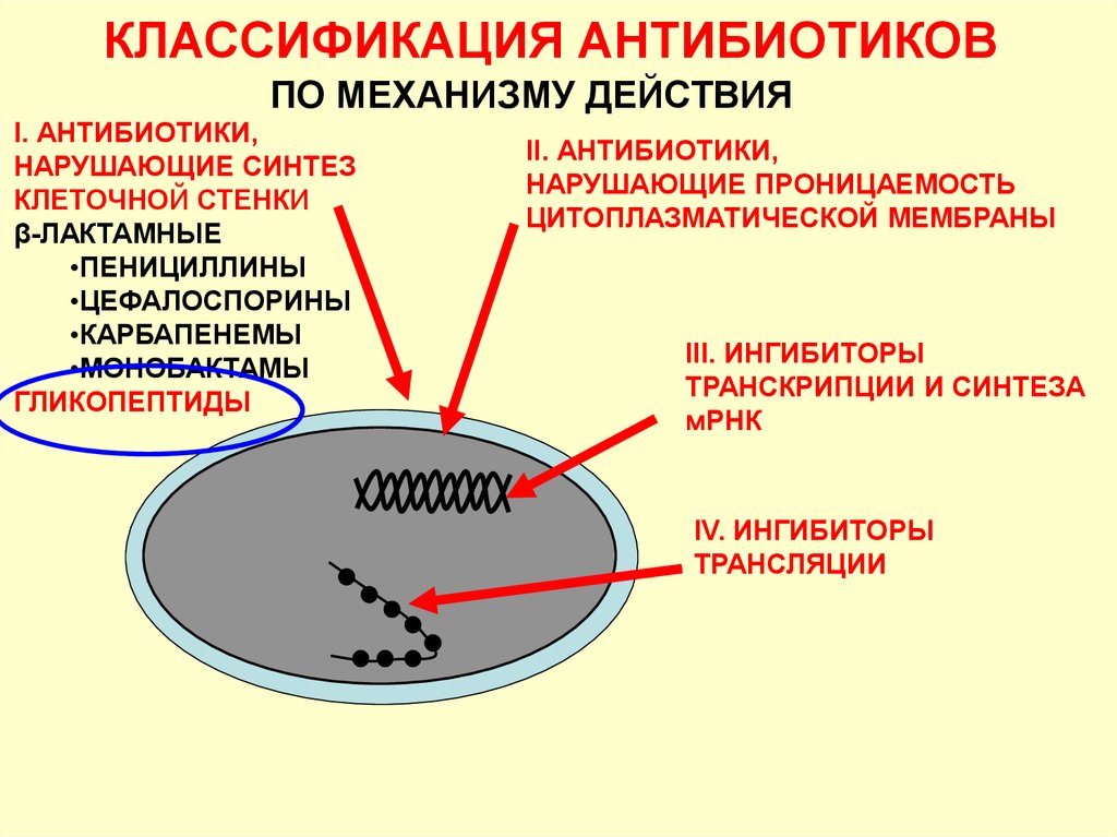 Механизм действия какого препарата. Антибиотики нарушающие Синтез цитоплазматической мембраны. Классификация антибиотиков микробиология. Механизм действия бета лактамных антибиотиков схема. Антибиотики нарушающие функции цитоплазматической мембраны.