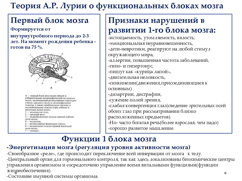 Функциональные блоки лурия. Лурия 3 блока мозга. 1 Функциональный блок мозга Лурия. 3 Блока по Лурия таблица. Теория функциональных блоков мозга Лурия.