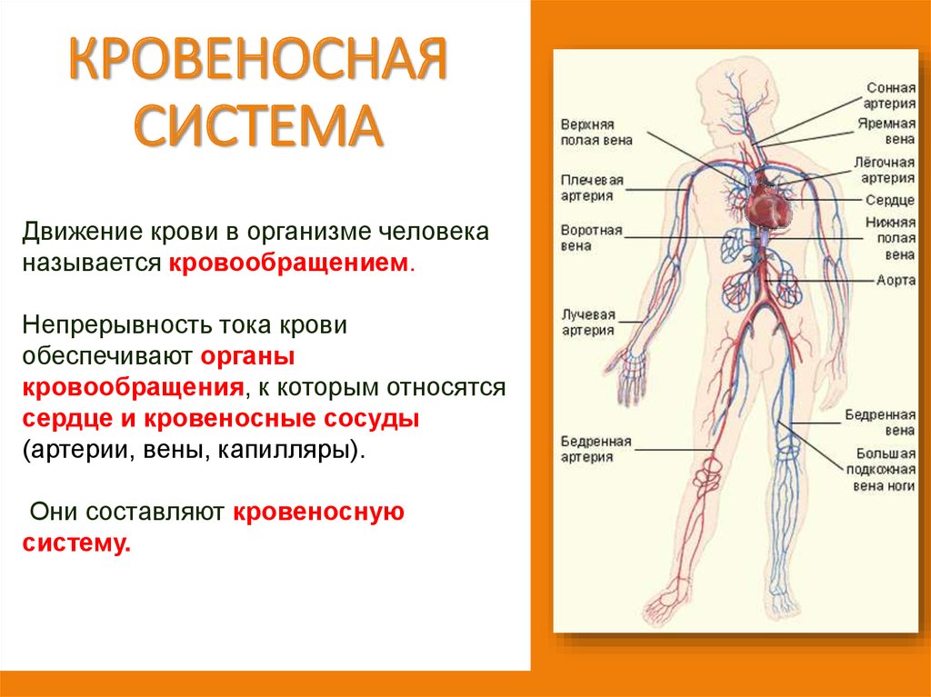 Непрерывное движение крови по организму. Функции кровеносной системы человека 4 класс. Органы кровеносной системы схема. Общее строение кровеносной системы. Органы кровеносной системы 3 класс окружающий.
