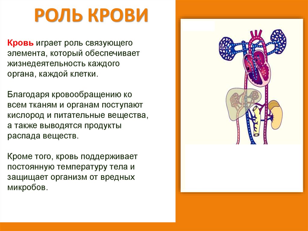 Роль органов человека. Кровеносная система человека 4 класс. Роль крови. Роль крови в организме кратко. Вещество которое поступает в кровь через легкие.