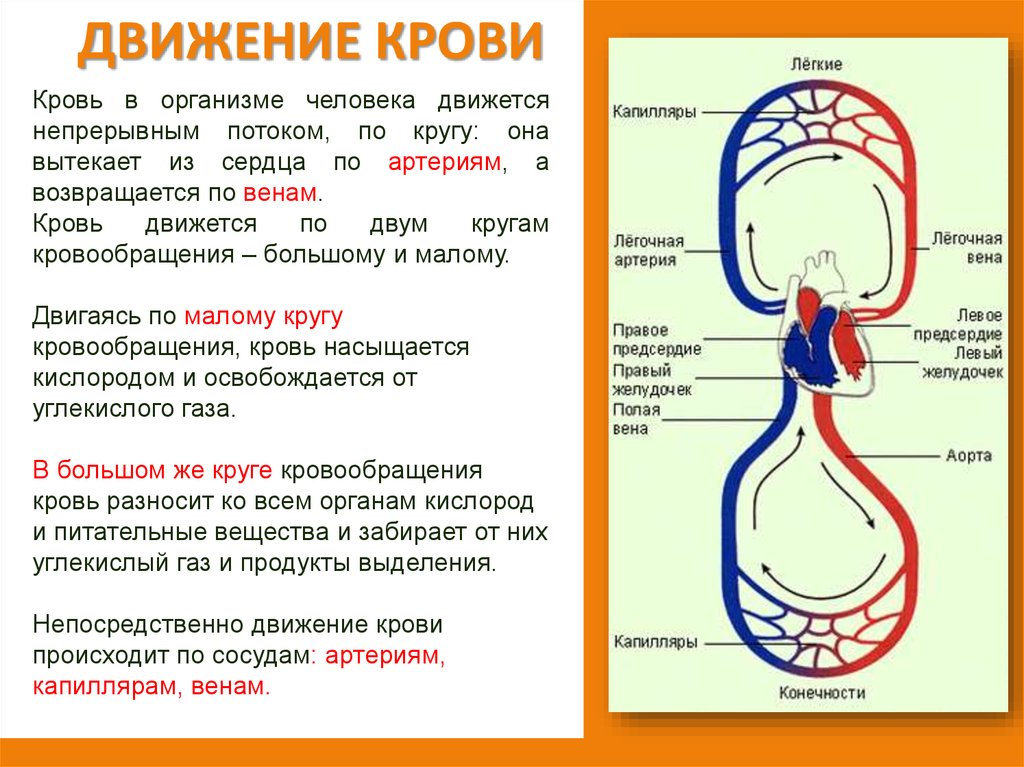 Признаки артериального кровообращения. Схема большого круга кровообращения в организме человека. В организме человека кровь движется по кровеносным сосудам. Движение крови по кровеносной системе. Большой круг кровообращения схема.