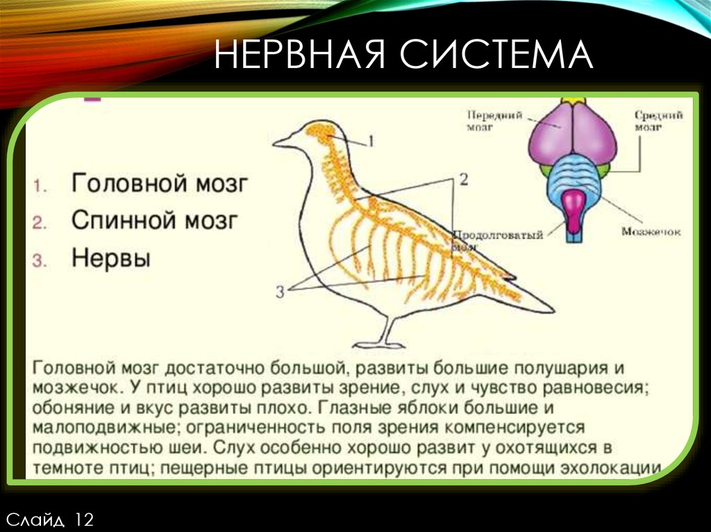 Класс птицы нервная. Нервная система птиц схема. Нервная система птиц. Органы нервной системы у птиц. Класс птицы нервная система.