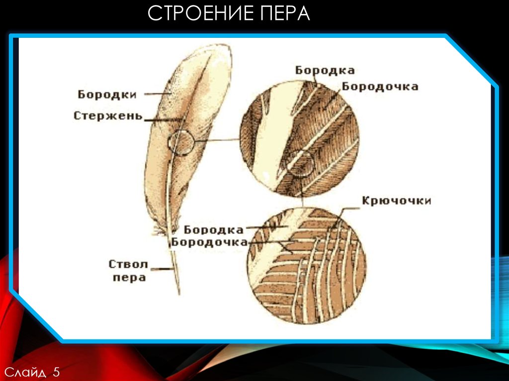 Строение пера. Перо строение. Каково строение пера. Схема строения опахала.