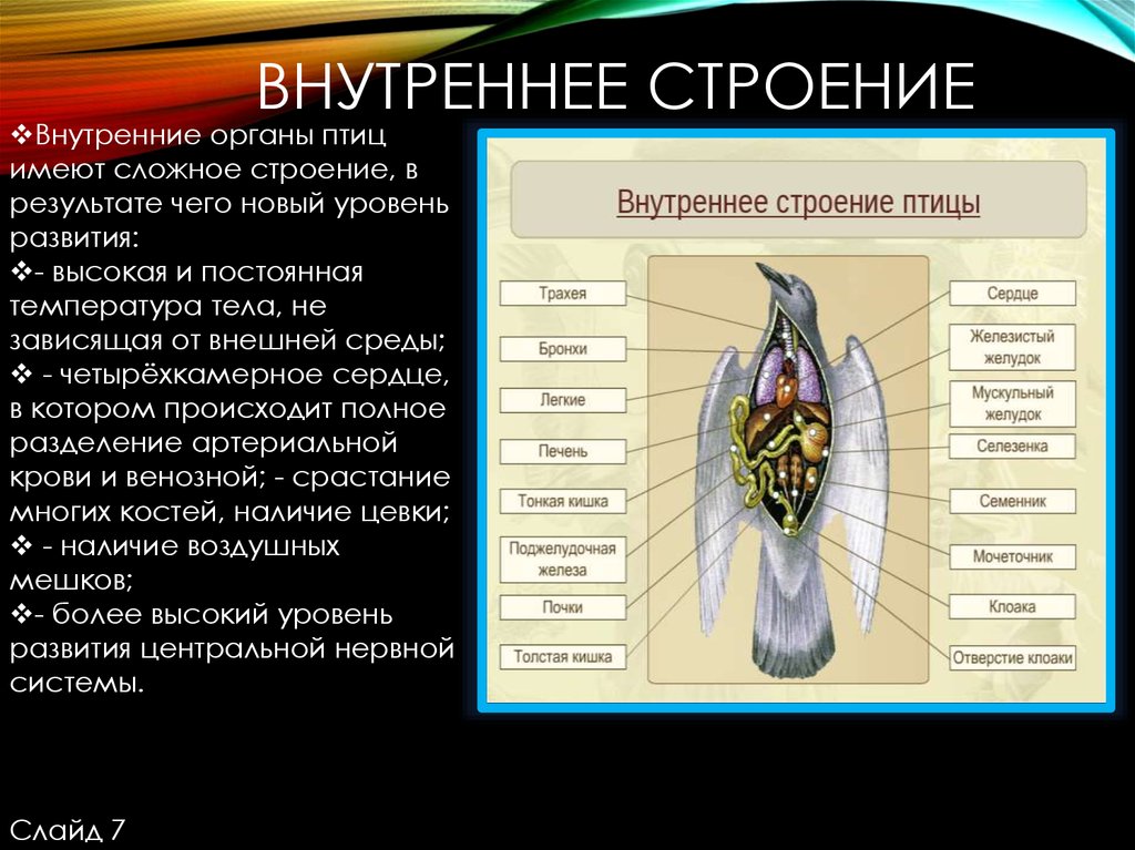 Особенности строения внутренних органов птиц. Внутренние органы птицы. Строение птицы. Внутреннее строение птиц. Втутренеестроение птицы.