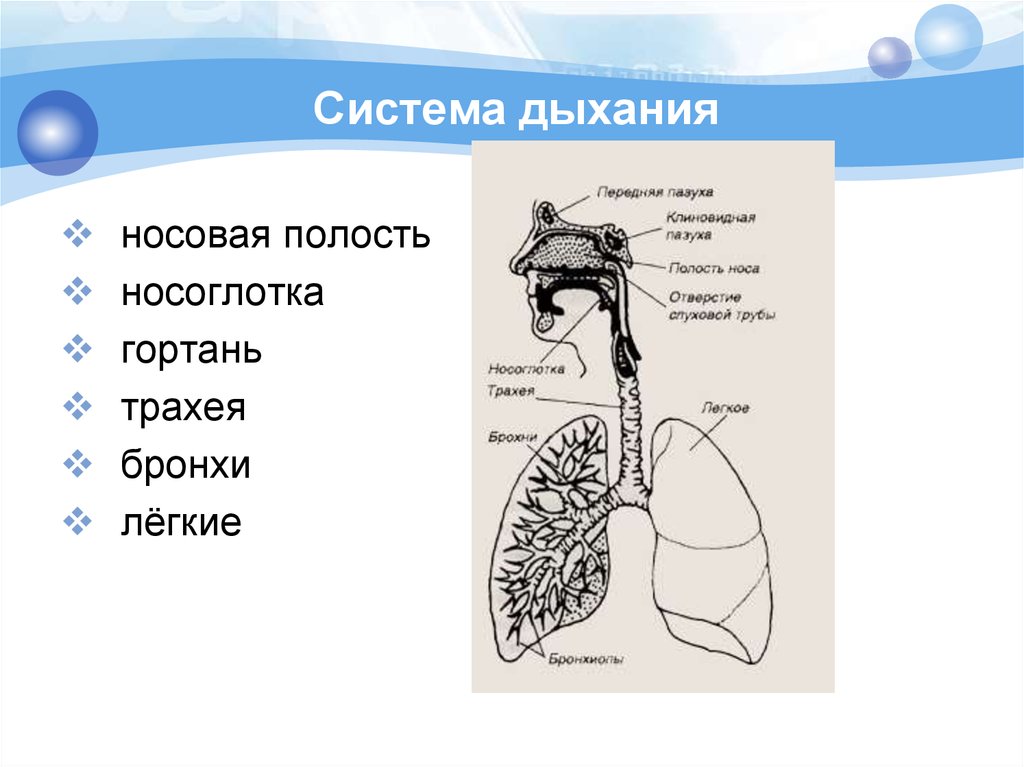 Презентация на тему дыхательная система человека