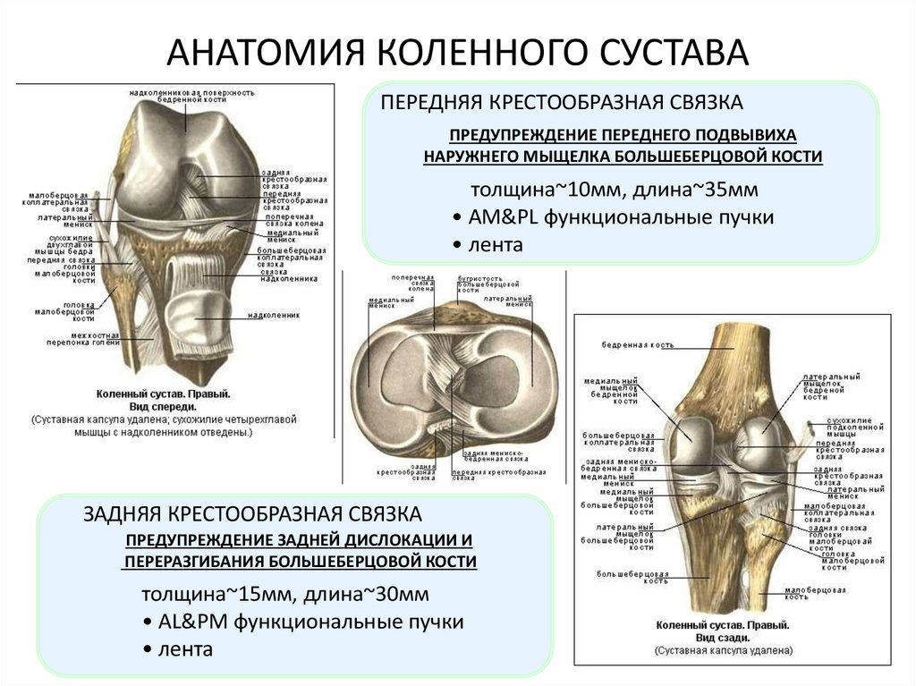 Связки коленного сустава анатомия травмы фото