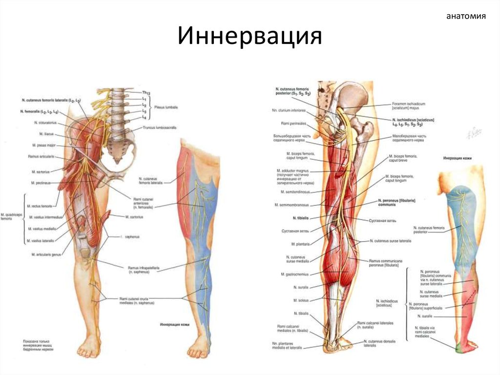 Нервы в ноге схема