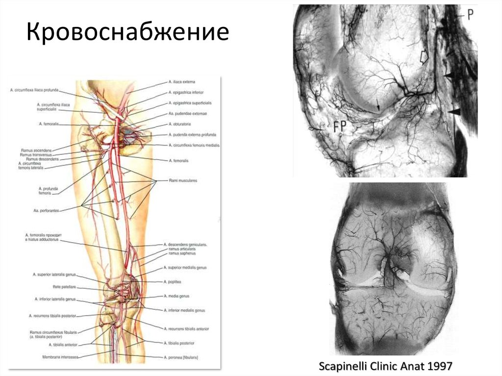 Кровоснабжение коленного сустава схема