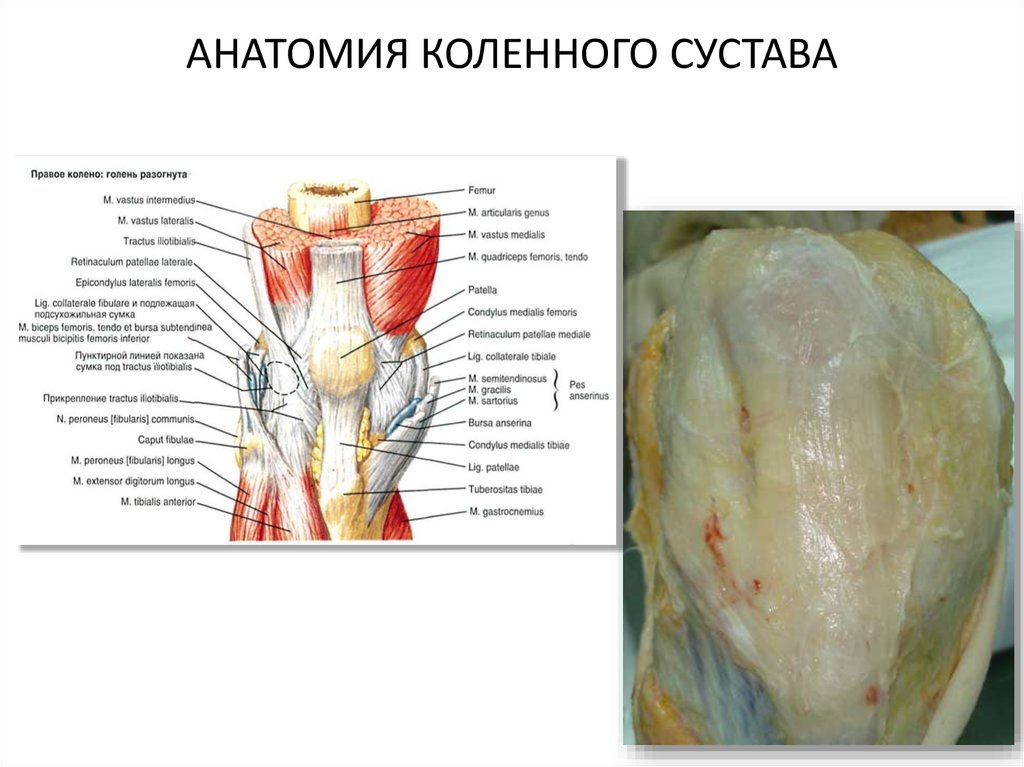 Как устроено колено. Мышцы и связки коленного сустава анатомия. Коленный сустав кости связки мышцы. Строение мышц коленного сустава человека. Мышцы коленного сустава анатомия.