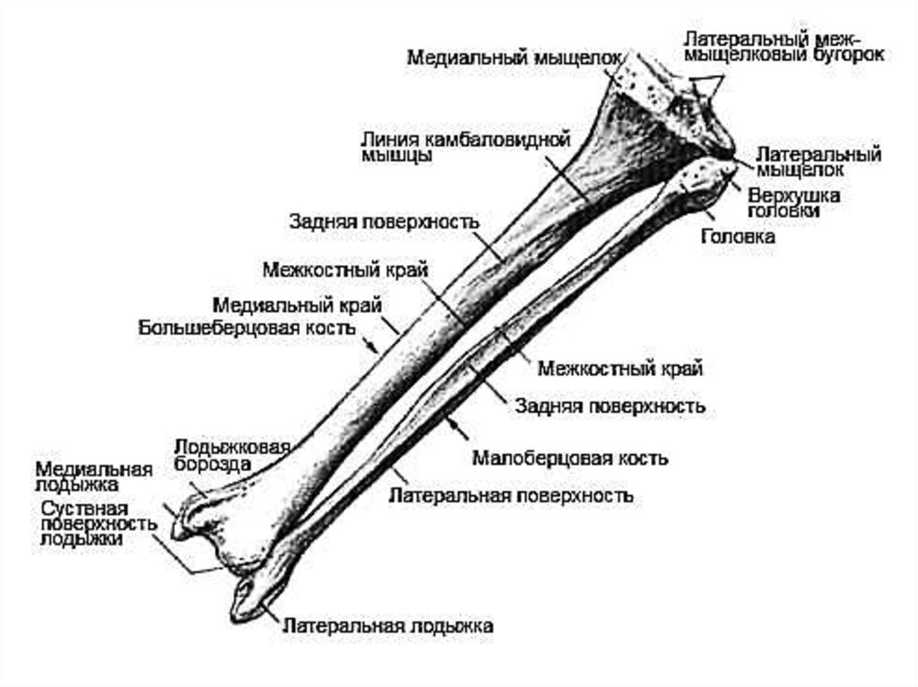 Под каким номером на рисунке обозначена малоберцовая кость