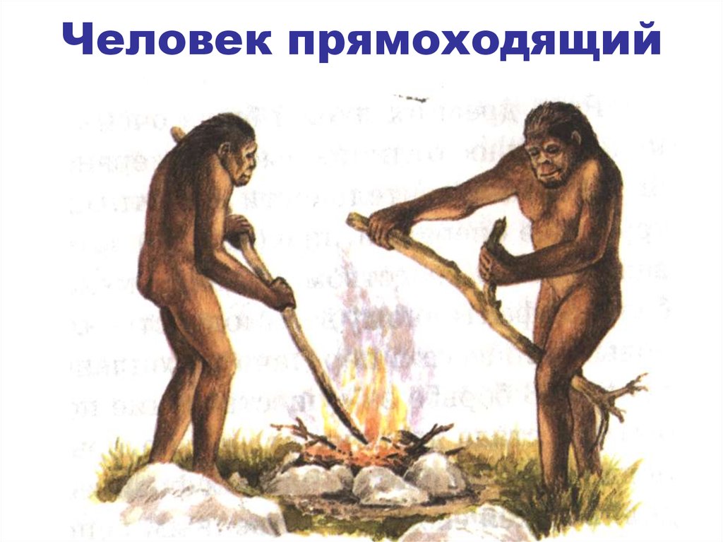 Homo прямоходящий. Человек прямоходящий. Человек прямоходядящий. Человек прямоходящий орудия труда. Занятия человека прямоходящего.