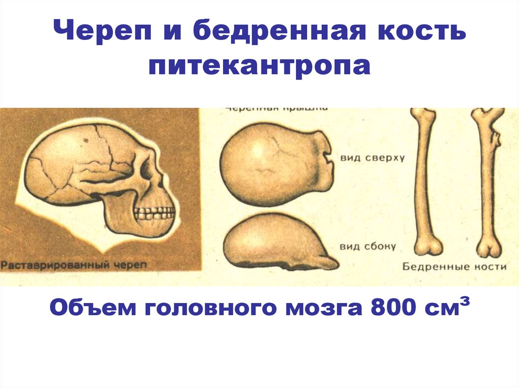 Череп питекантропа рисунок