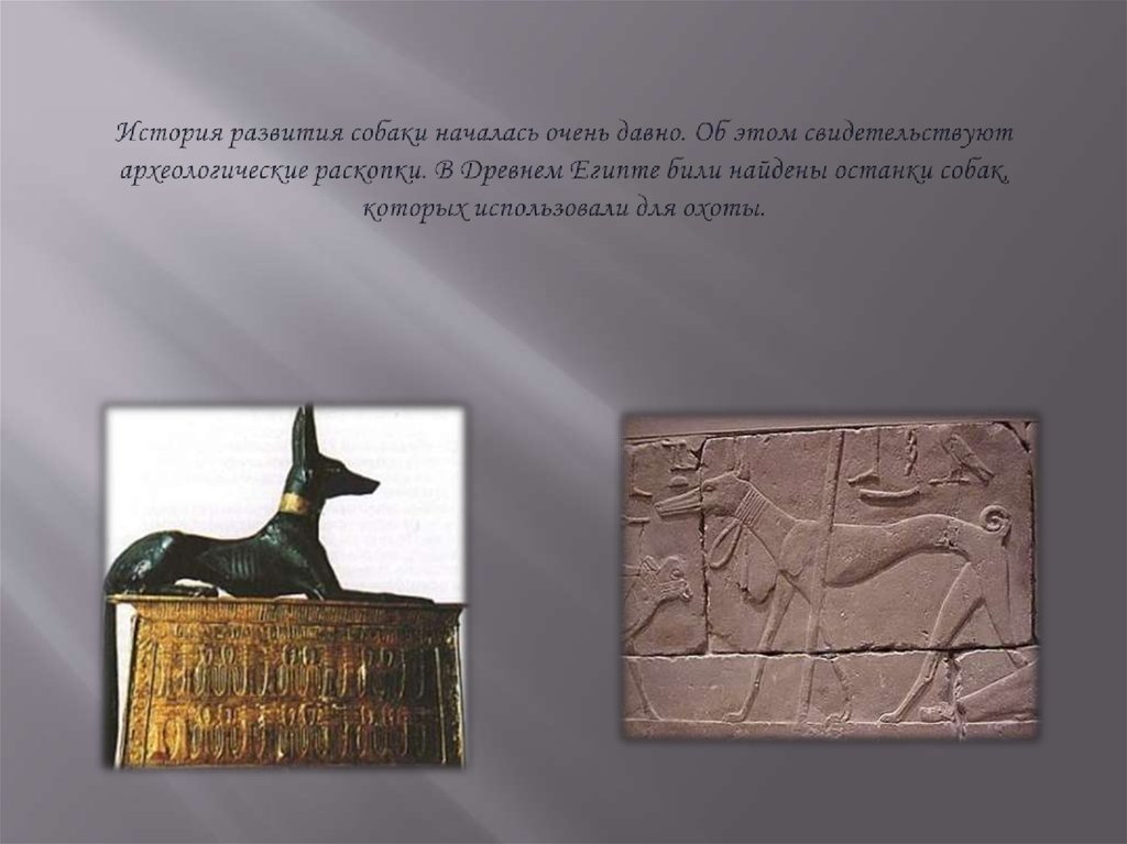 История развития собаки началась очень давно. Об этом свидетельствуют археологические раскопки. В Древнем Египте били найдены