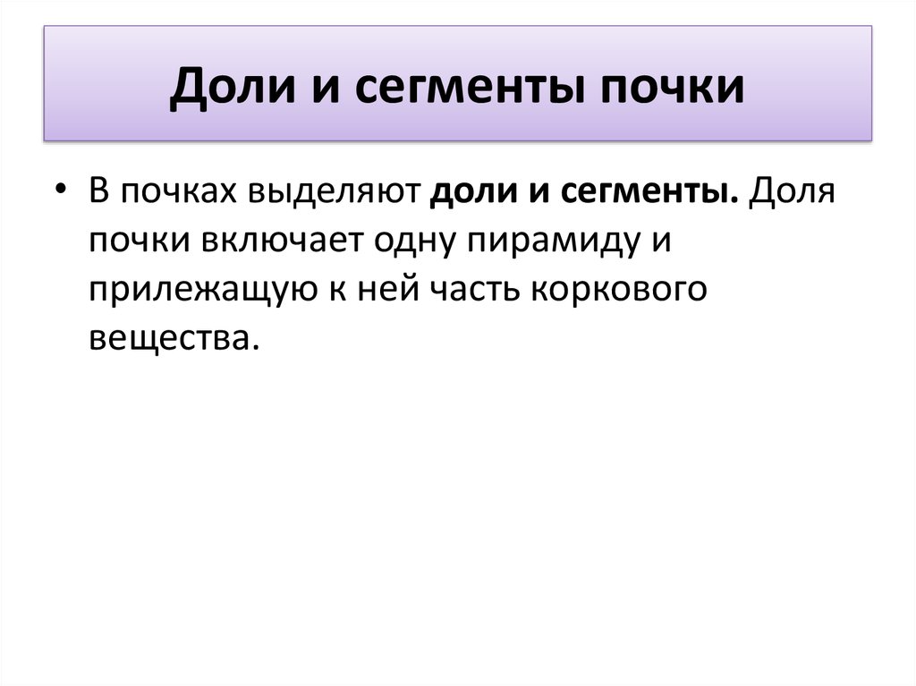 Сегменты почки схема