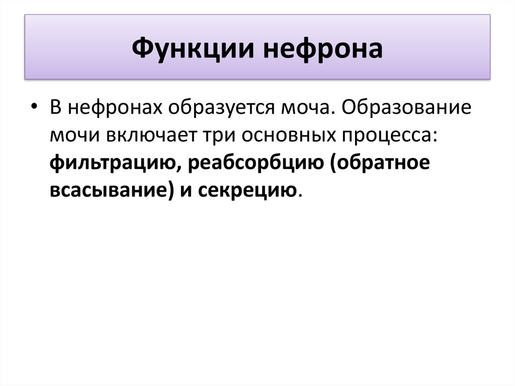 Функции нефрона. Функции частей нефрона. Функции отделов нефрона таблица. Функции каждой части нефрона. Нефрон функции нефрона.