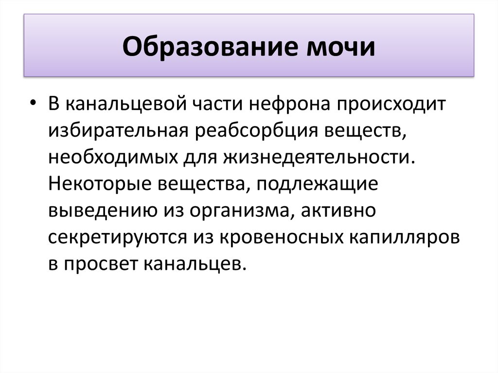 Образование стр. Образование мочи презентация 8 класс. Образование мочи презентация. Моча для презентации. Образование мочи строение.