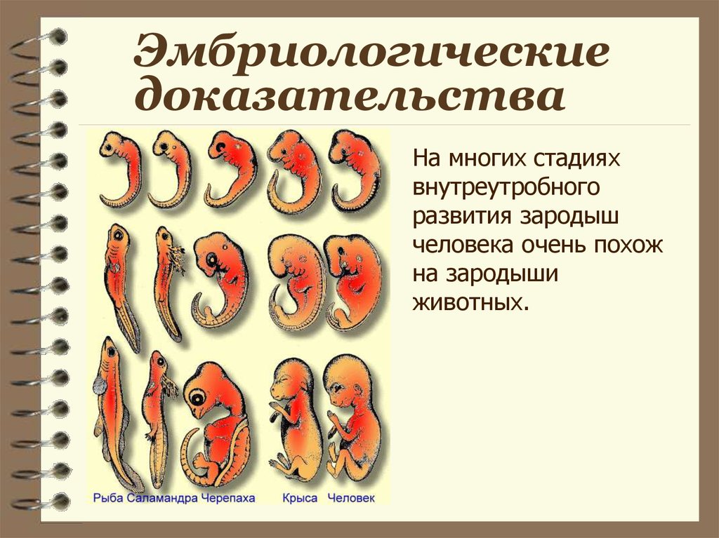 Животные доказательство. Эмбриологическое доказательство эмбриология. Эмбриологические доказательства сходства зародышей. Доказательства эволюции эмбриологические доказательства. Эмбриологические доказательства эволюции животных.