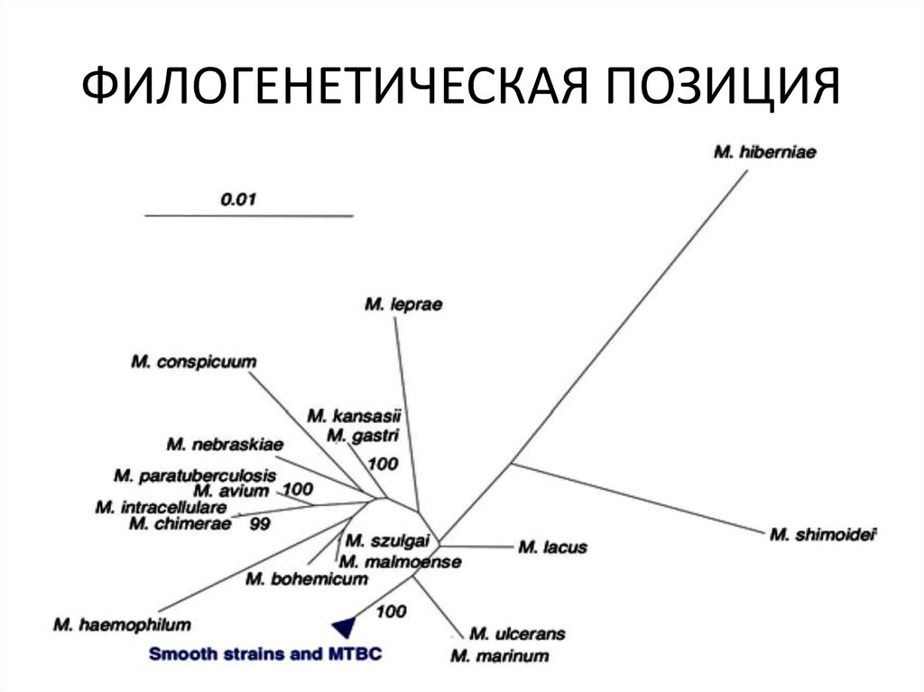 Филогенетические координации и онтогенетические корреляции. Филогенетические координации. Филогенетические пороки. Филогенетические и экологические классификации популяций. Филогенетическое дерево прокариот.