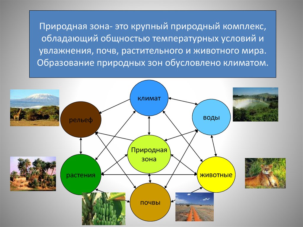 Примеры растений в разных природных зонах. Компонент природного комплекса. Взаимосвязь компонентов природы. Схема природного комплекса. Природные компоненты природного комплекса.