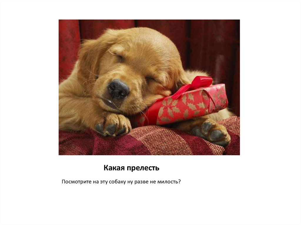 Какая прелесть