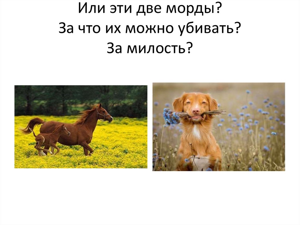 Или эти две морды? За что их можно убивать? За милость?