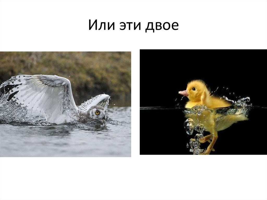 Или эти двое