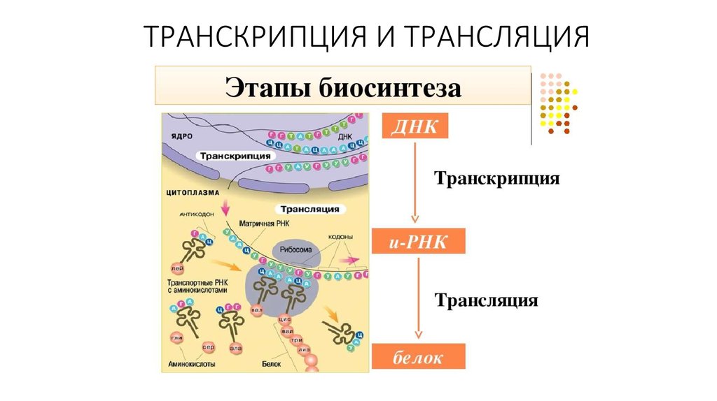 Транскрипция трансляция биосинтез. Процесс синтеза белка транскрипция и трансляция. Транскрипция и трансляция в биологии. Синтез белка транскрипция и трансляция кратко. Биосинтез белка репликация транскрипция трансляция.
