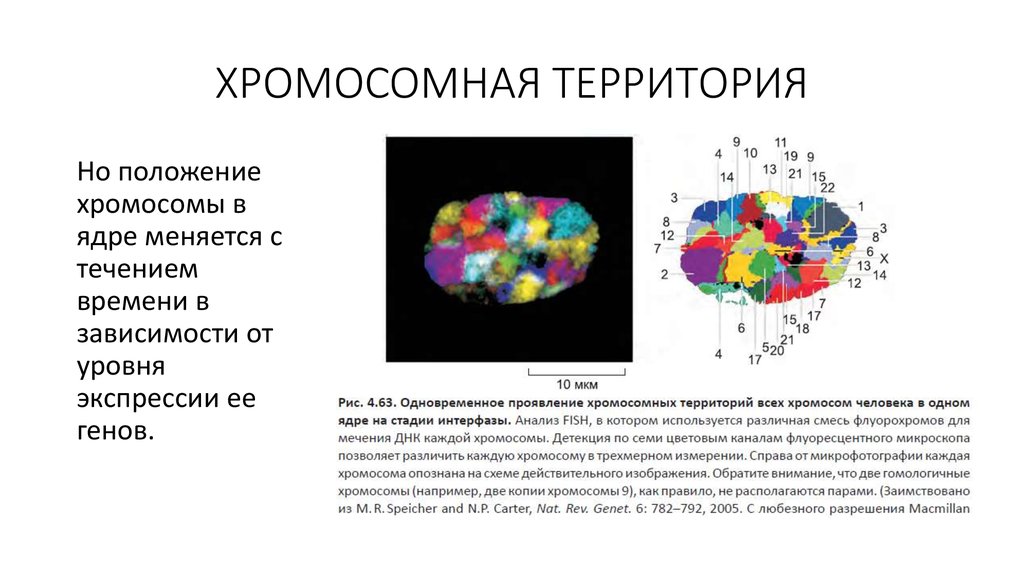 Хромосомное положение. Положение хромосом в ядре. Хромосомы в ядре. Цитология хромосома. Положение хромосом в интерфазном ядре.