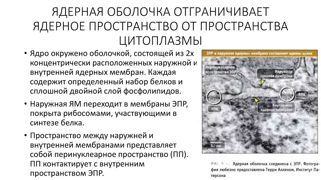 Растворение ядерной мембраны. Ядерная мембрана. Перинуклеарное пространство. Пространство между наружной и внутренней ядерными мембранами это.