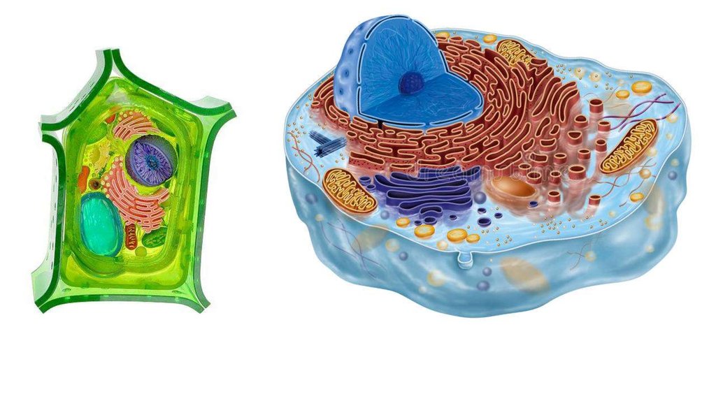 Клеточная теория картинки для презентации