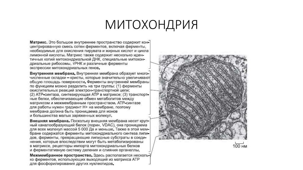 Митохондрии энергетические станции клетки. Матрикс содержит ферменты у митохондрий. Биогенез митохондрий. Деление и слияние митохондрий. Митохондриальный Матрикс.