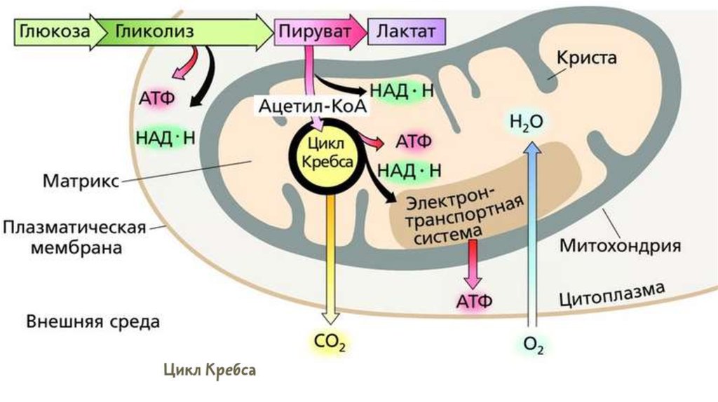 Клеточное дыхание рисунок