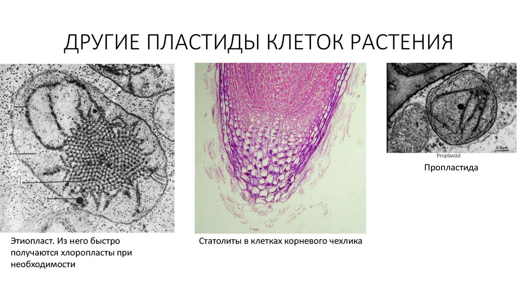 Клетка толстой. Этиопласты. Этиопласты это пластиды. Этиопласты функции. Строение этиопласта.