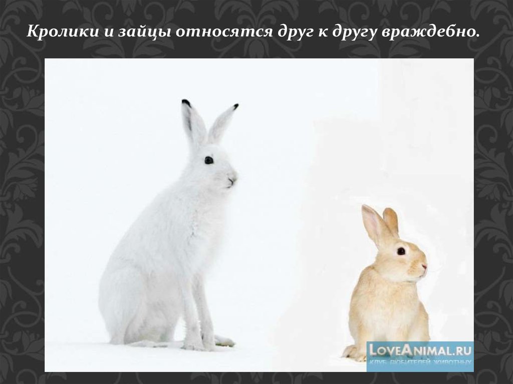 К какому типу относится кролик. Заяц демотиватор. Систематика кролик и заяц. Отличие зайца от кролика прикол. Заяц и кролик по классификации.